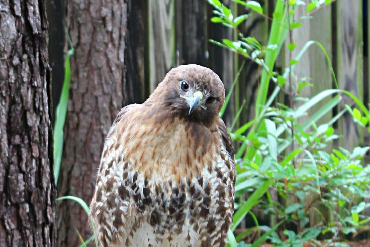 Hawk Audubon Center for Birds of Prey