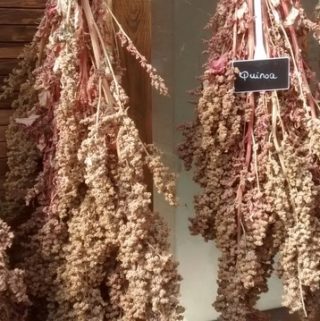 Quinoa - Simply Ancient Grains