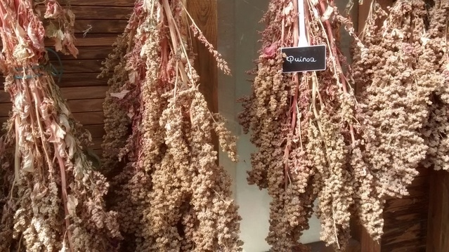 Quinoa - Simply Ancient Grains